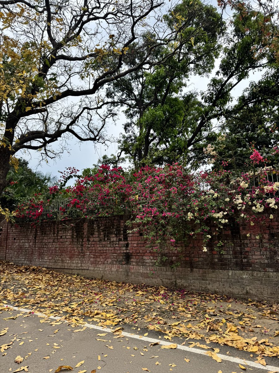 Ujala 🌸 tweet media