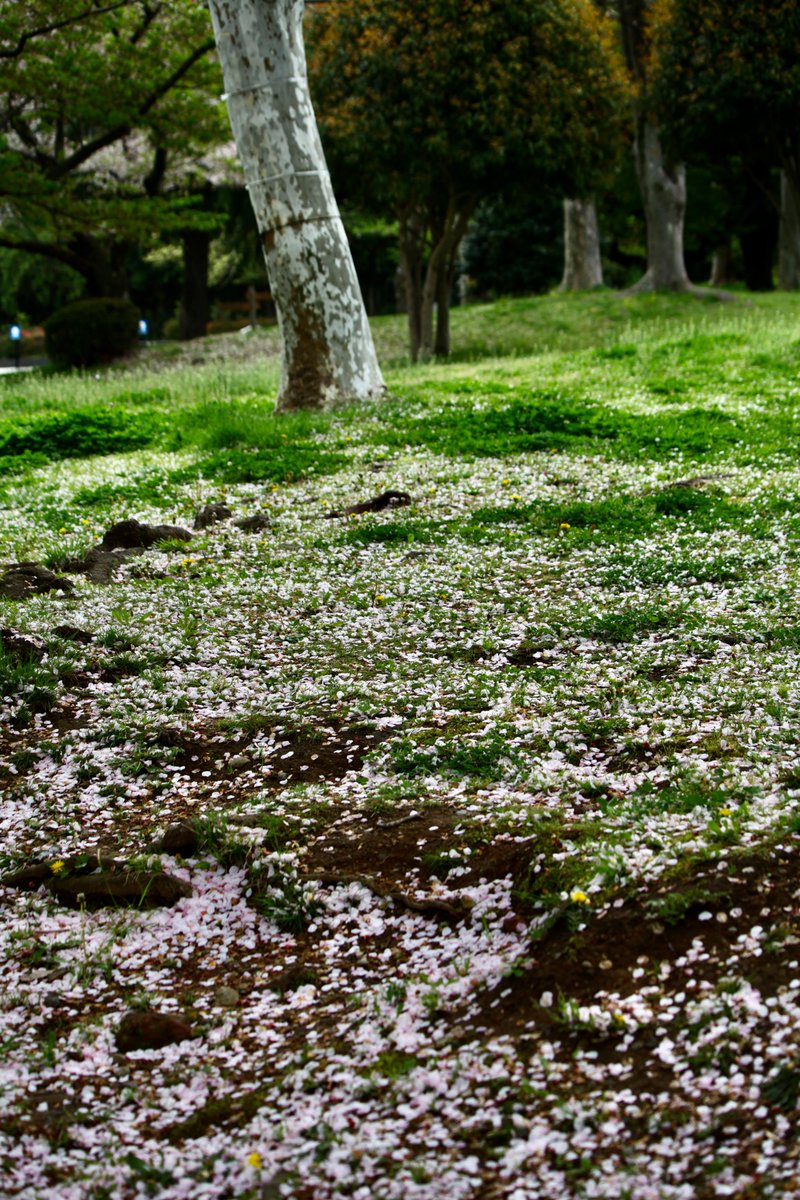 BeatMocha's tweet photo. #散歩写真 #葉桜 #EOS5dMark2 #EF70_300mm https://t.co/I3Z8Hd2eln