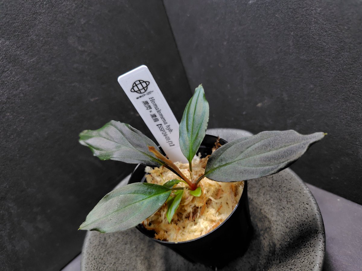 AQUA FORTUNE tweet media