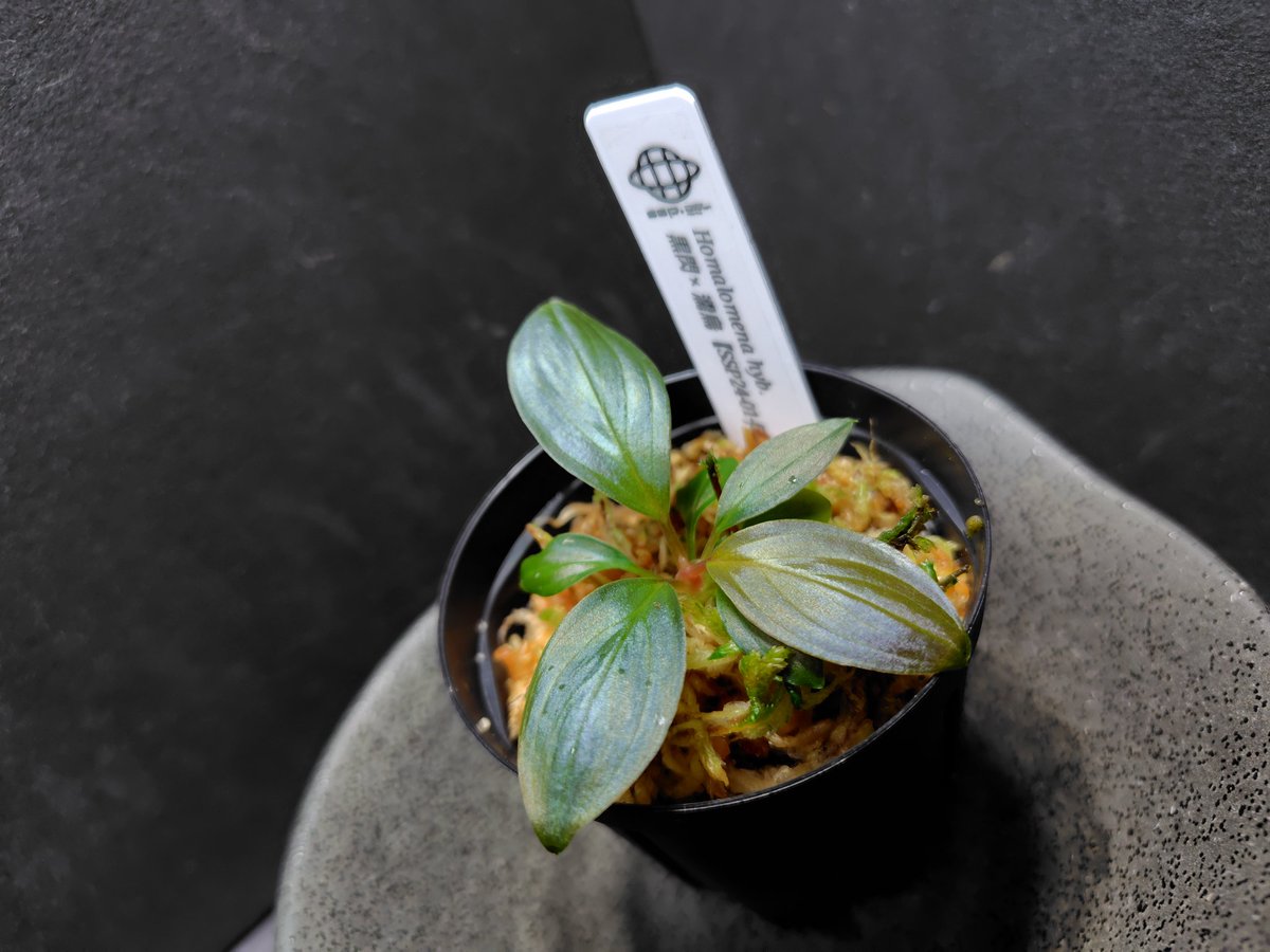 AQUA FORTUNE tweet media