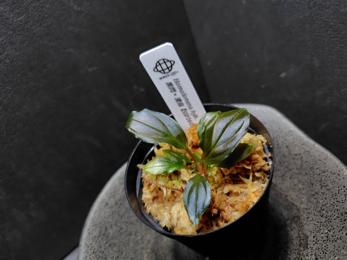 AQUA FORTUNE tweet media