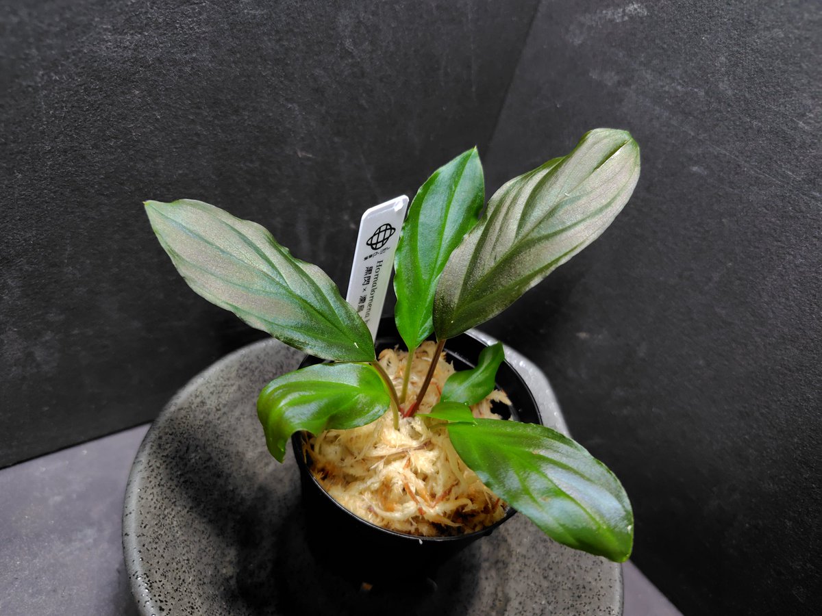 AQUA FORTUNE tweet media