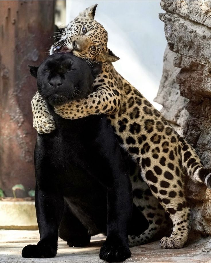 A N I M A L S tweet media