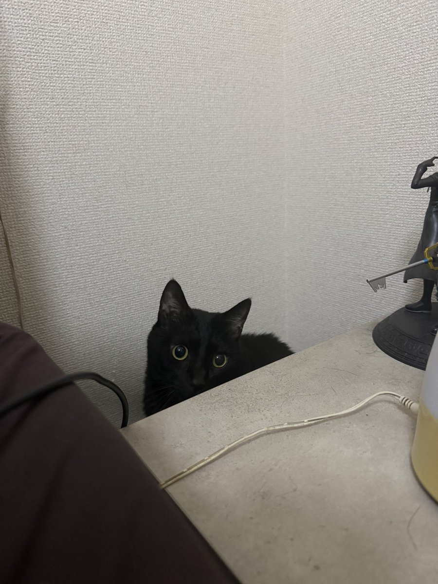 corner_sumire's tweet photo. 隙間に入って楽しそう

#猫好きさんと繋がりたい　#猫のいる暮らし　#猫写真　#黒猫　#猫　#すみれ　#すみっこすみちゃん　#猫のいる幸せ https://t.co/A7T67RRybT
