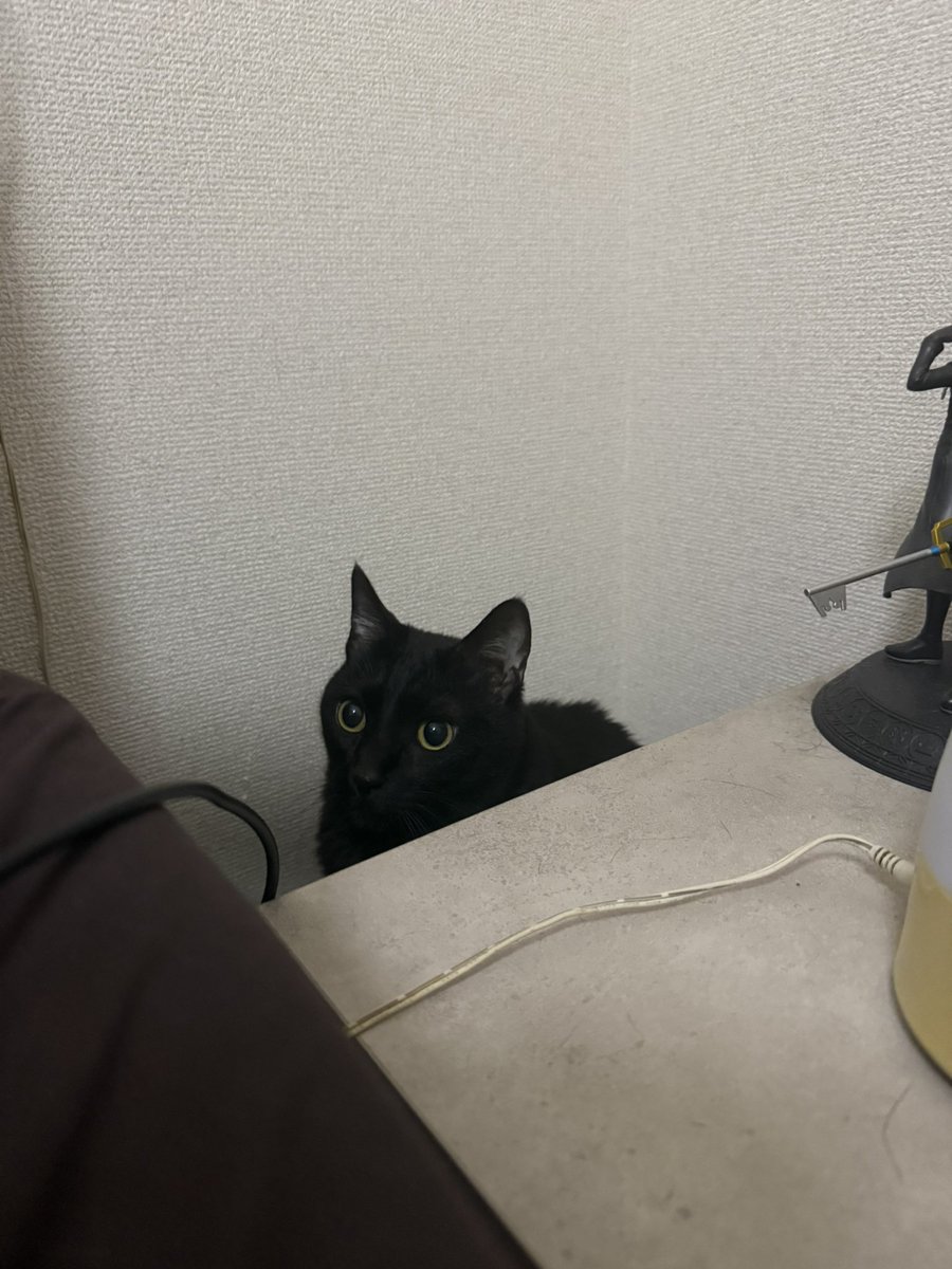 corner_sumire's tweet photo. 隙間に入って楽しそう

#猫好きさんと繋がりたい　#猫のいる暮らし　#猫写真　#黒猫　#猫　#すみれ　#すみっこすみちゃん　#猫のいる幸せ https://t.co/A7T67RRybT