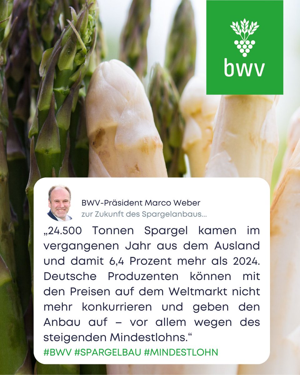 Deutscher Spargel wird immer mehr zum Luxusgut. Der steigende Mindestlohn treibt die Preise des Edelgemüses in Höhen, in denen der Verbraucher und der Lebensmitteleinzelhandel verstärkt auf günstigere Importware umschwenkt.