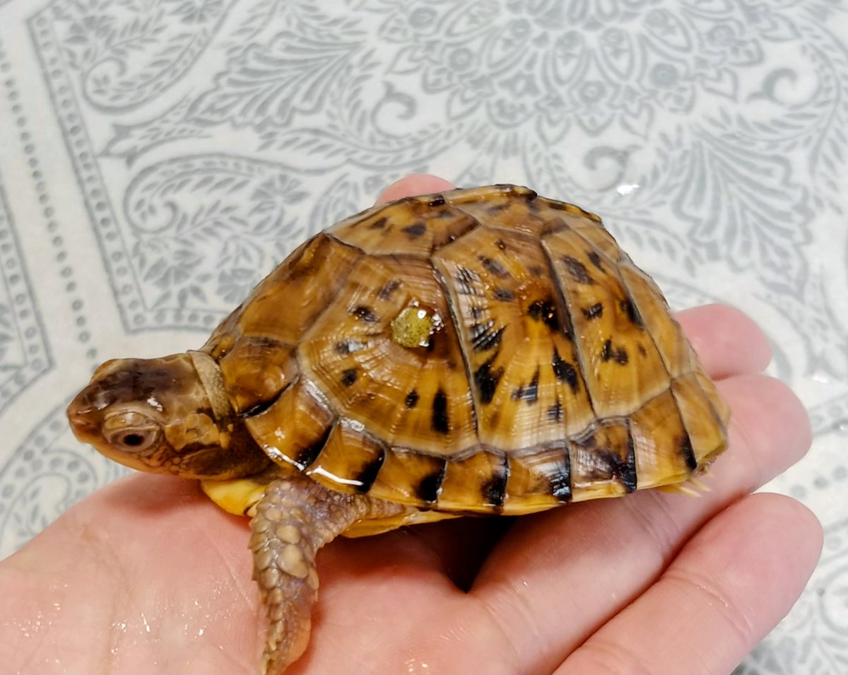 noconoco_farm's tweet photo. 2025自家産トウブハコガメTSDメス

最高なフォルム
色抜けもok☆
満足満足☺️ https://t.co/oVpwRc8gAr
