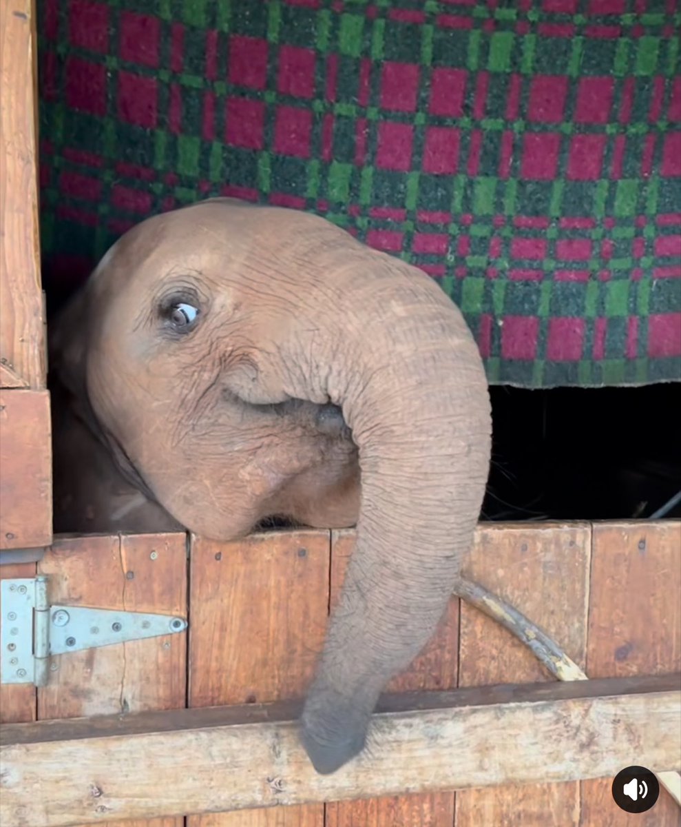 Emma Dolan tweet media