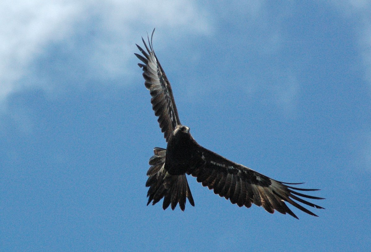 diva ex machina tweet media