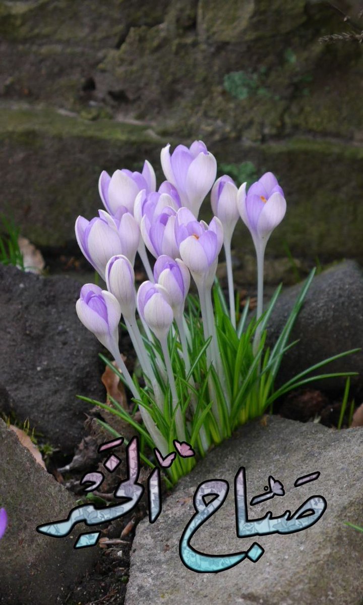 Dreamy Town tweet media