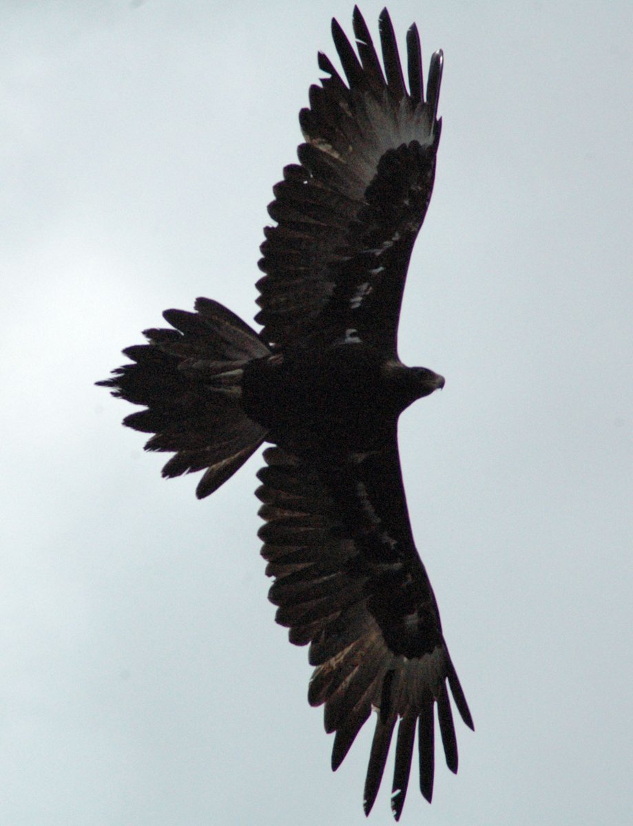 diva ex machina tweet media