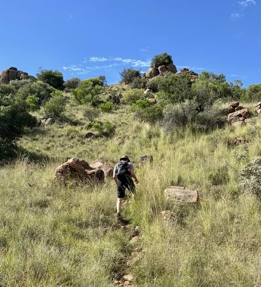 SANParks Mountain Zebra tweet media