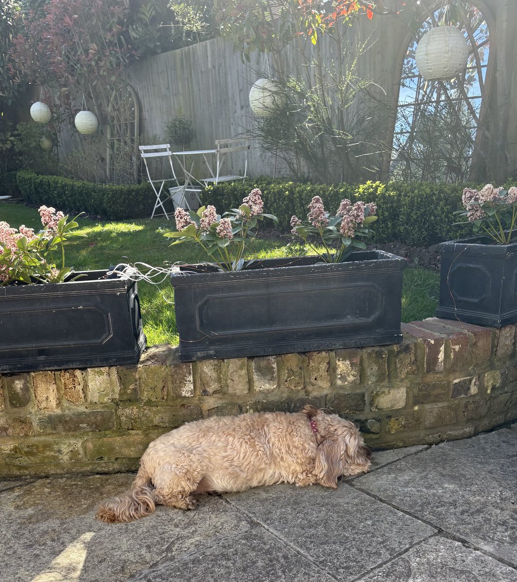 TheHoneyTails's tweet photo. You know I love it sunny but yesterday I had to find some shade - it’s a miracle!
#SpringIsSprung
#YesPlease https://t.co/x6dgdpaOQI