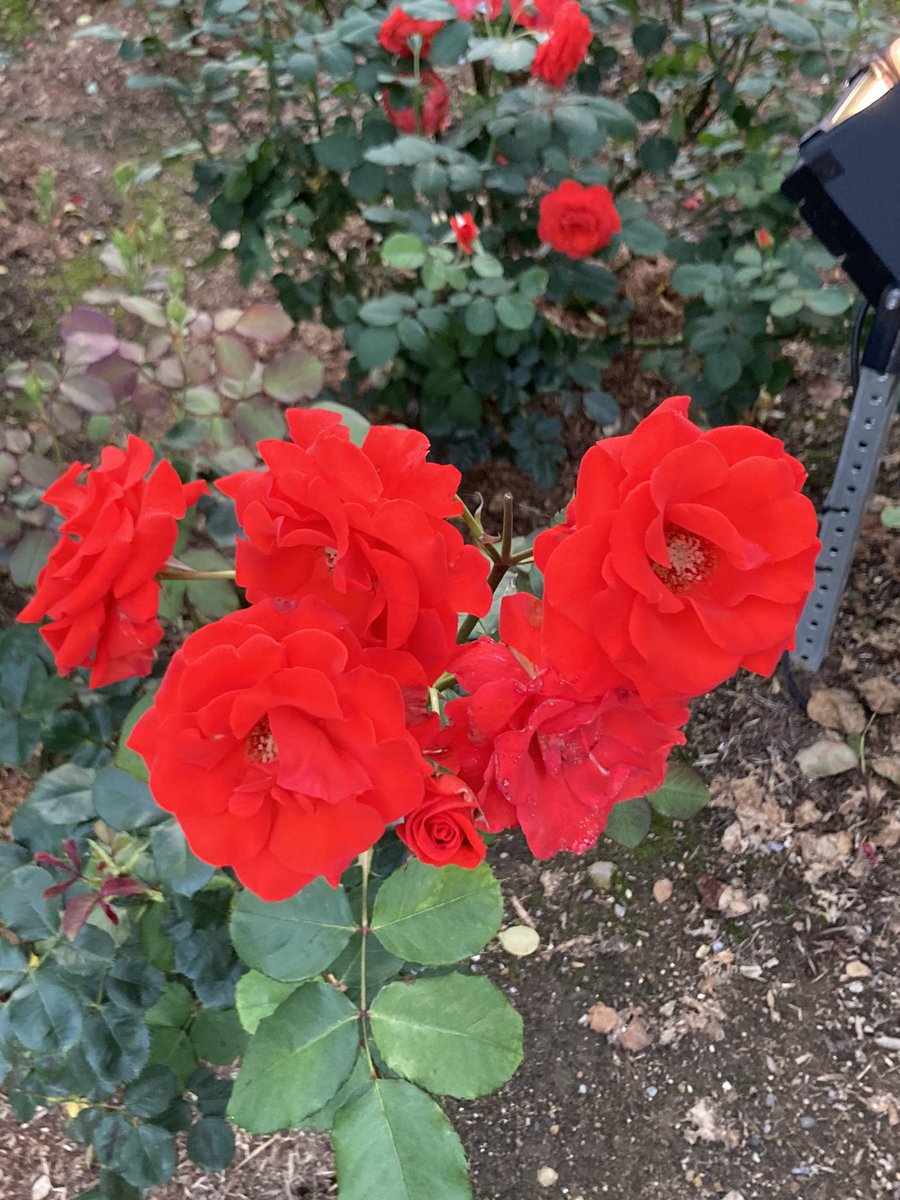 岩桐ゆかな🐮🍖自称岩手県ご当地VTuber tweet media