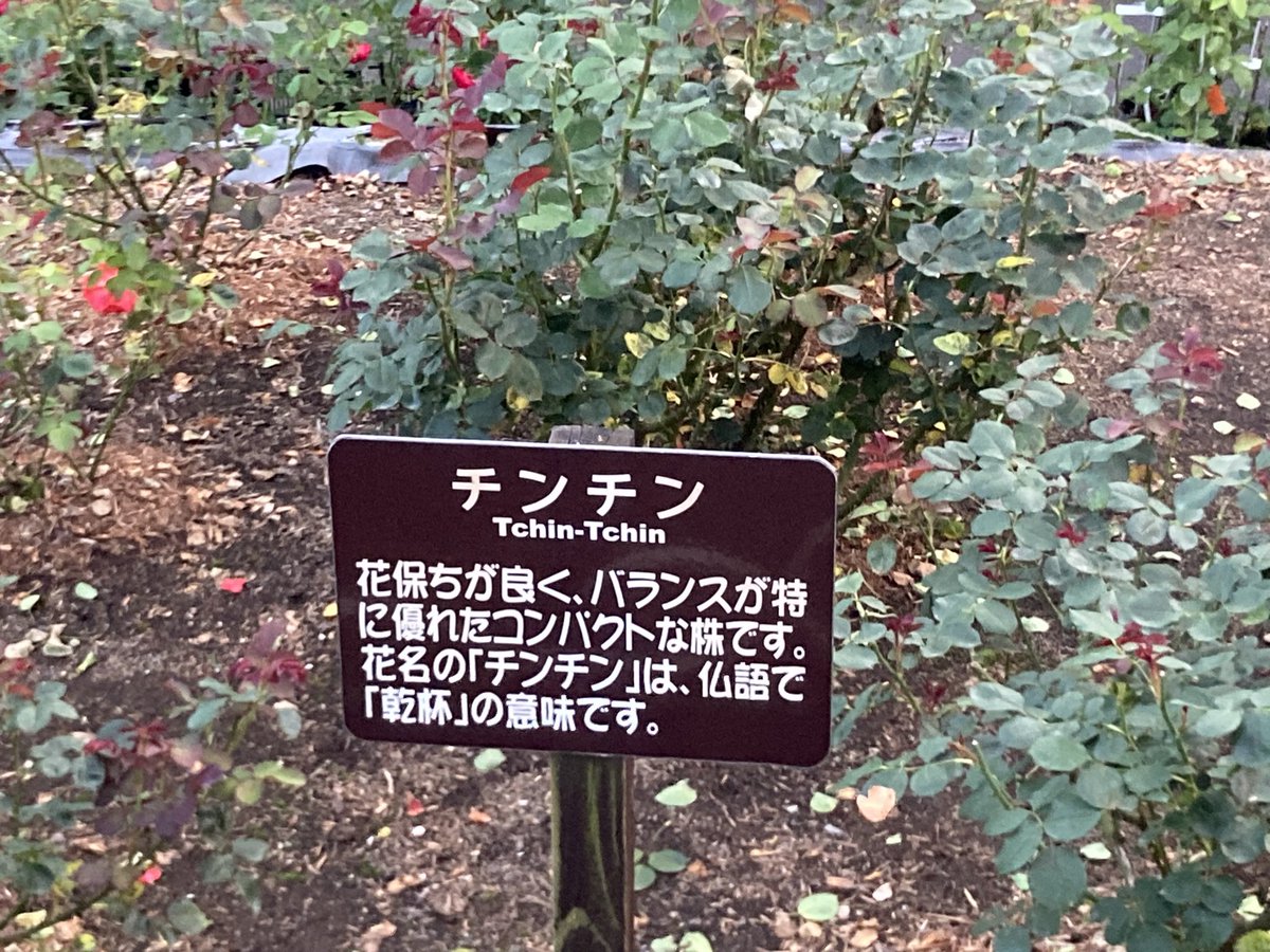 岩桐ゆかな🐮🍖自称岩手県ご当地VTuber tweet media