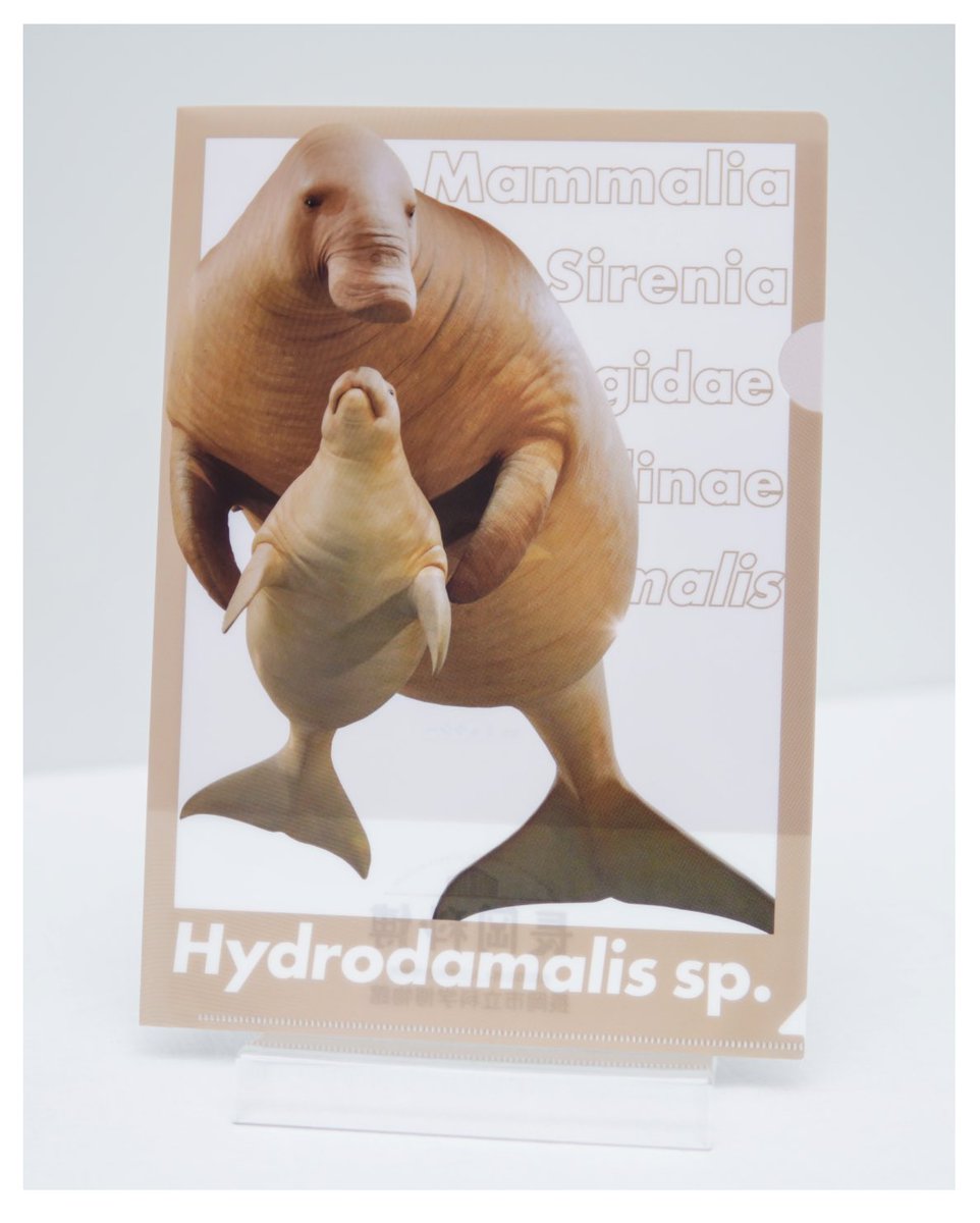 寺泊水族博物館【公式】 tweet media