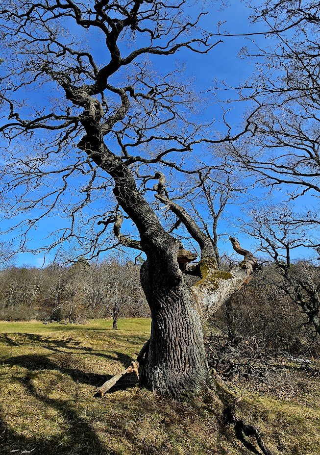 strom_tuula's tweet image. 'Sculptured by the Nature'
#trees #thicktrunktuesday