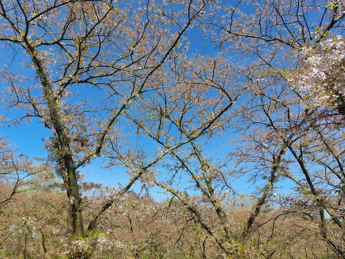 Dorpsdominee tweet media