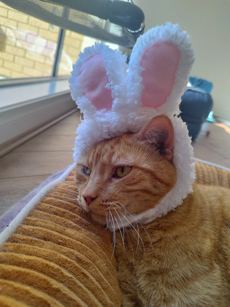 Siblings of Scruffkit tweet media