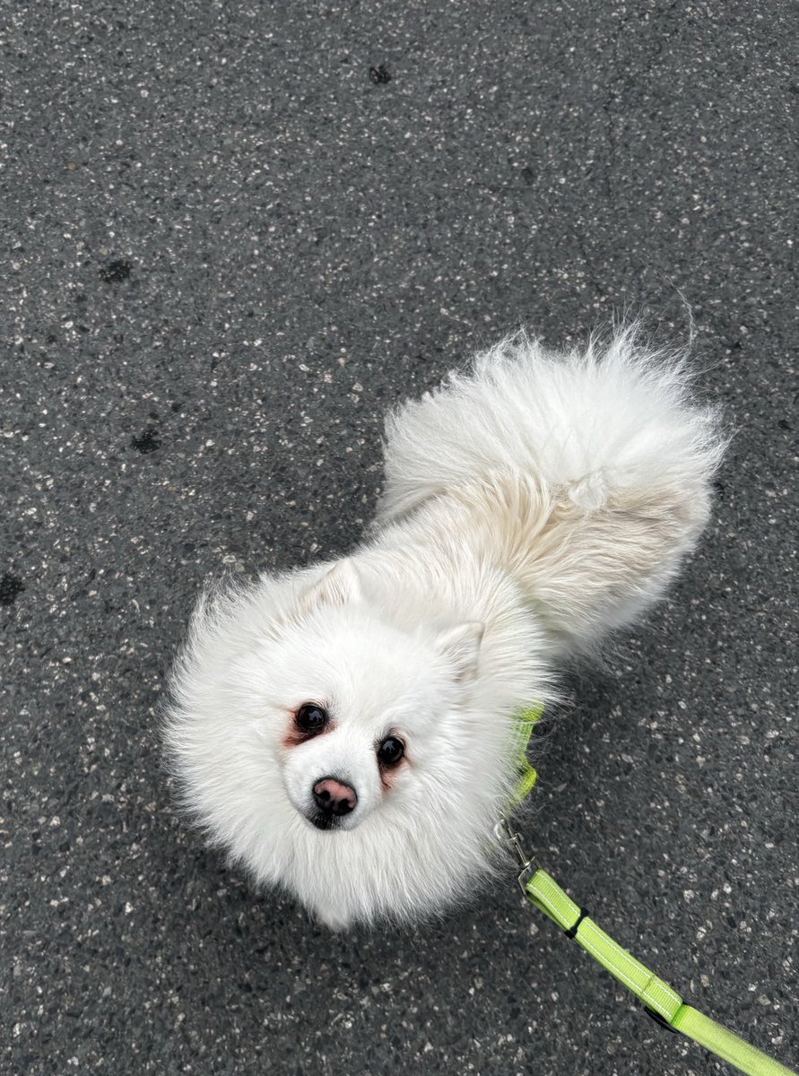 붑삐(롯데응원봇) tweet media