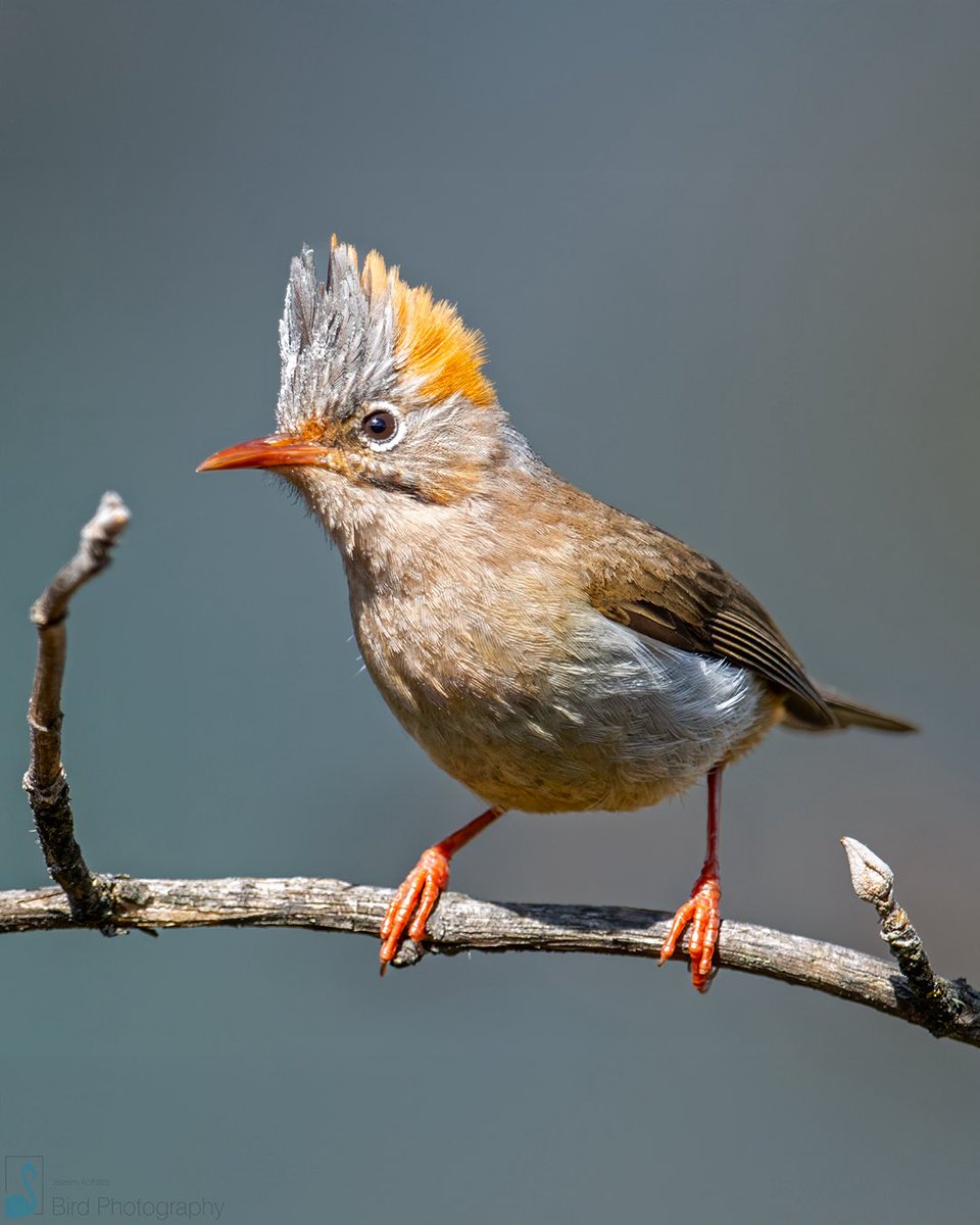 Kothiala's tweet image. The Rufous-vented Yuhina (Yuhina occipitalis) can be identified by its distinct gray head, prominent crest with a rufous nape patch, and orange vent.

It is a common resident of temperate oak-rhododendron forests, feeds on insects, berries and seeds.

#IndiAves