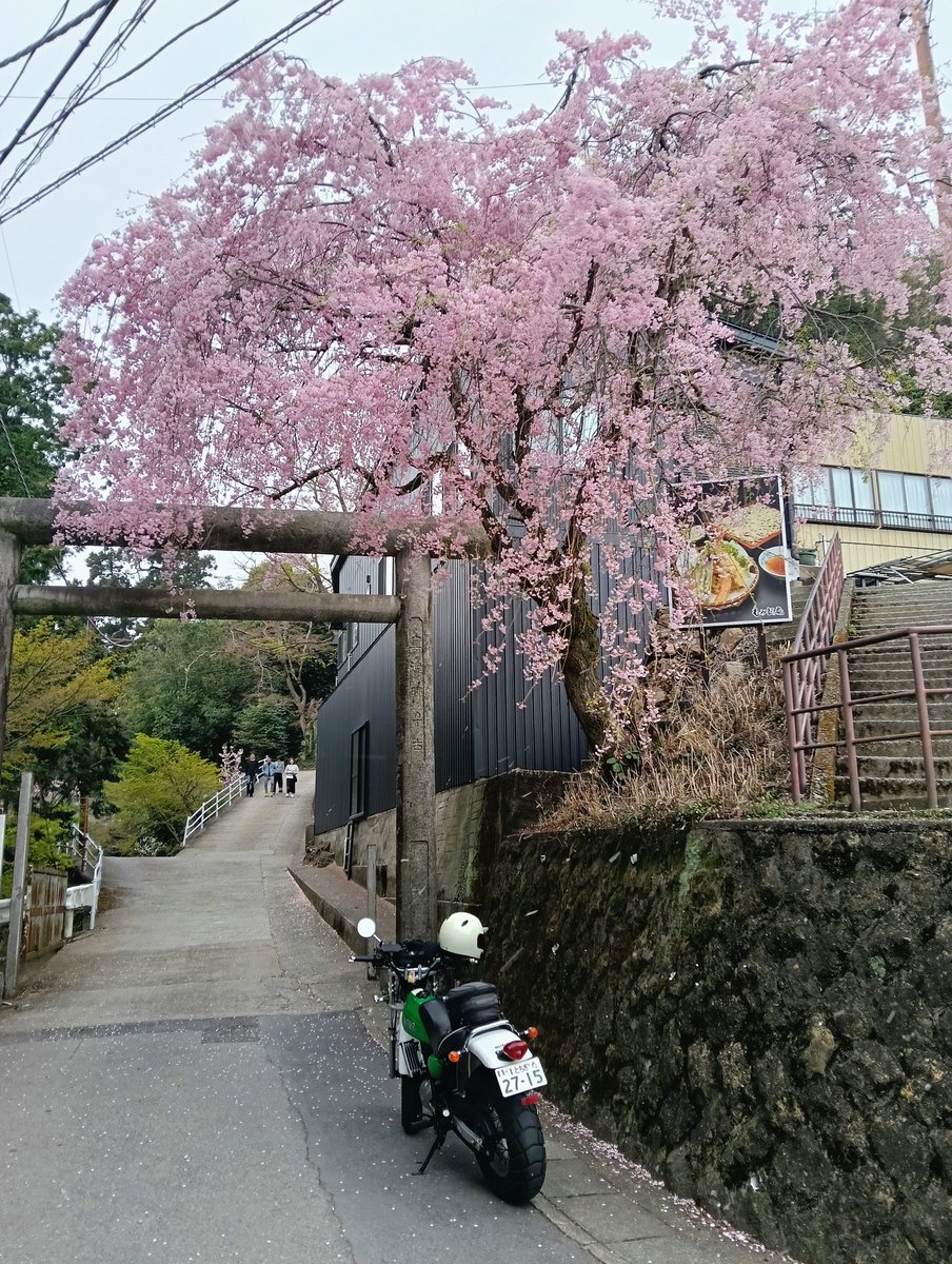 bbblueeee's tweet photo. 桜は終盤
程なく躑躅の季節です
#大平山神社
#vanvan200 https://t.co/ILHVS1eKfc