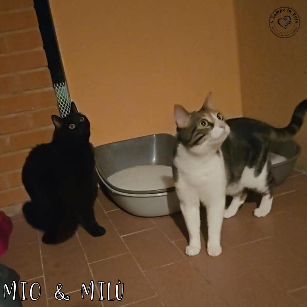 4 Zampe in Volo Aps tweet media