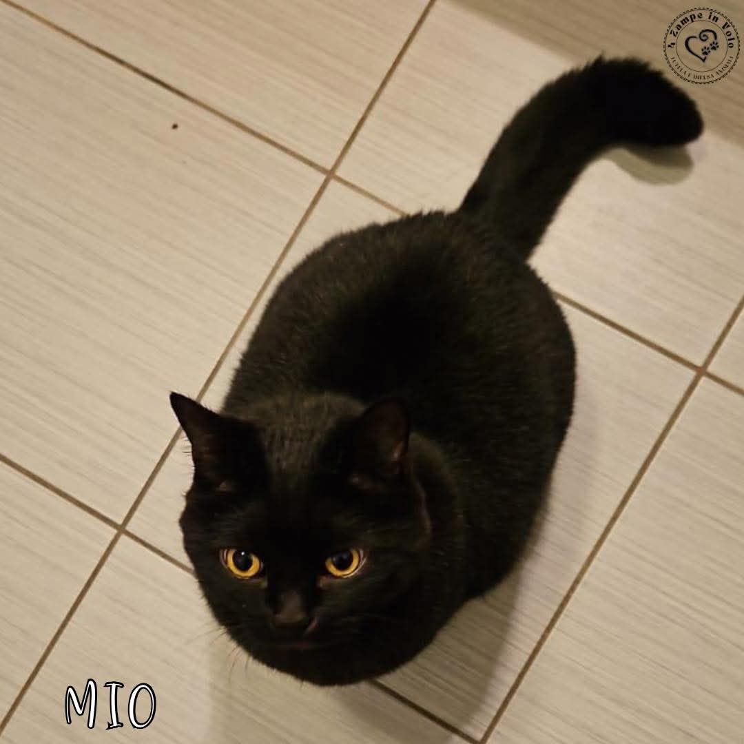 4 Zampe in Volo Aps tweet media