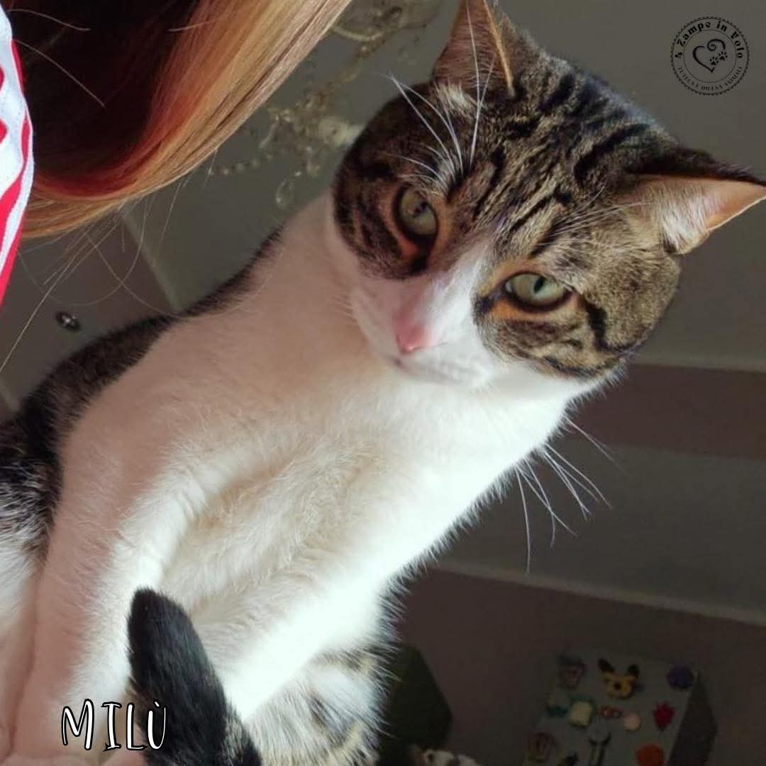 4 Zampe in Volo Aps tweet media