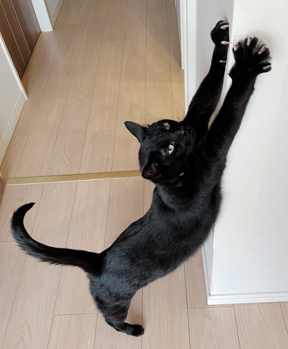 ツブくん（つぶ餡） tweet media