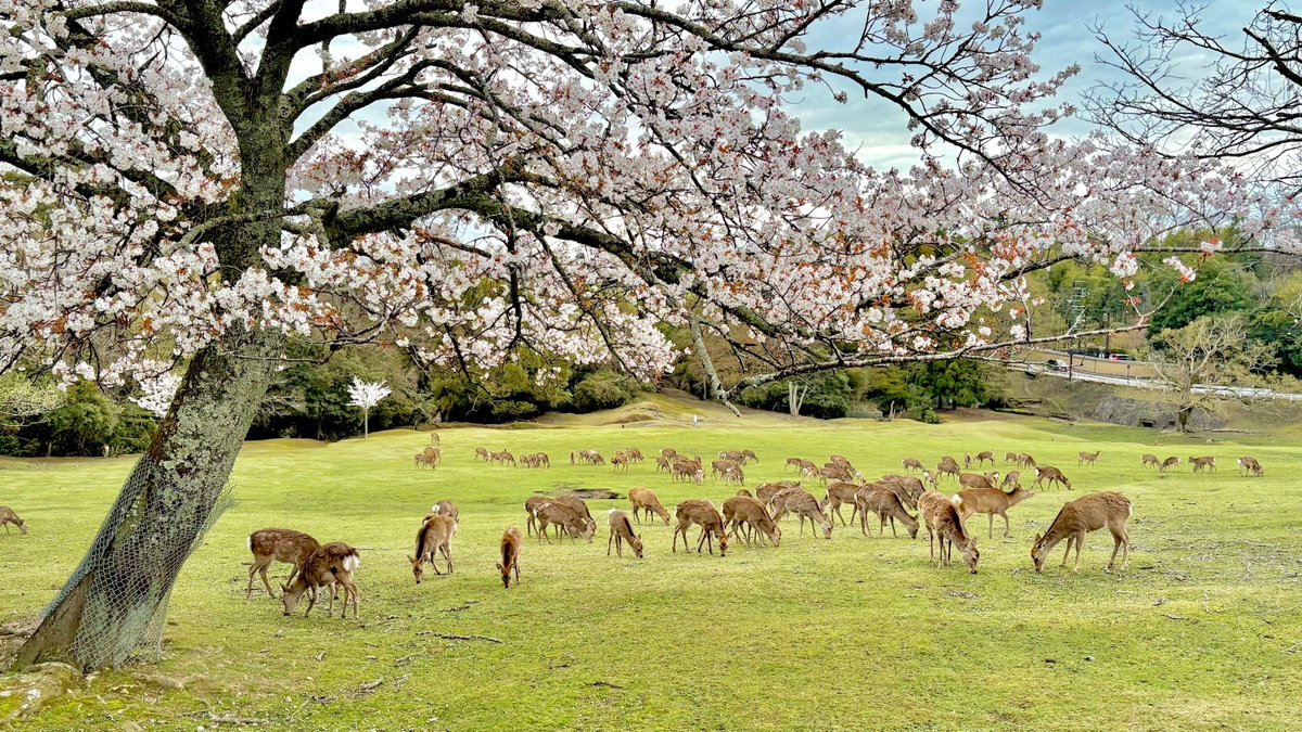 奈々鹿【奈良県広報担当VTuber】 tweet media