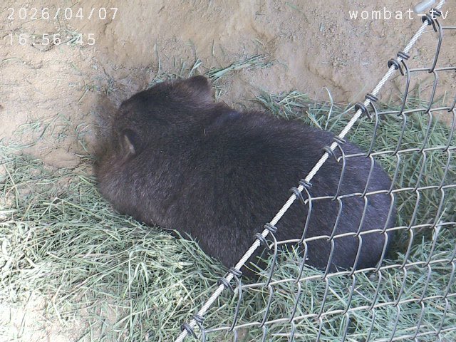 おとうふ tweet media