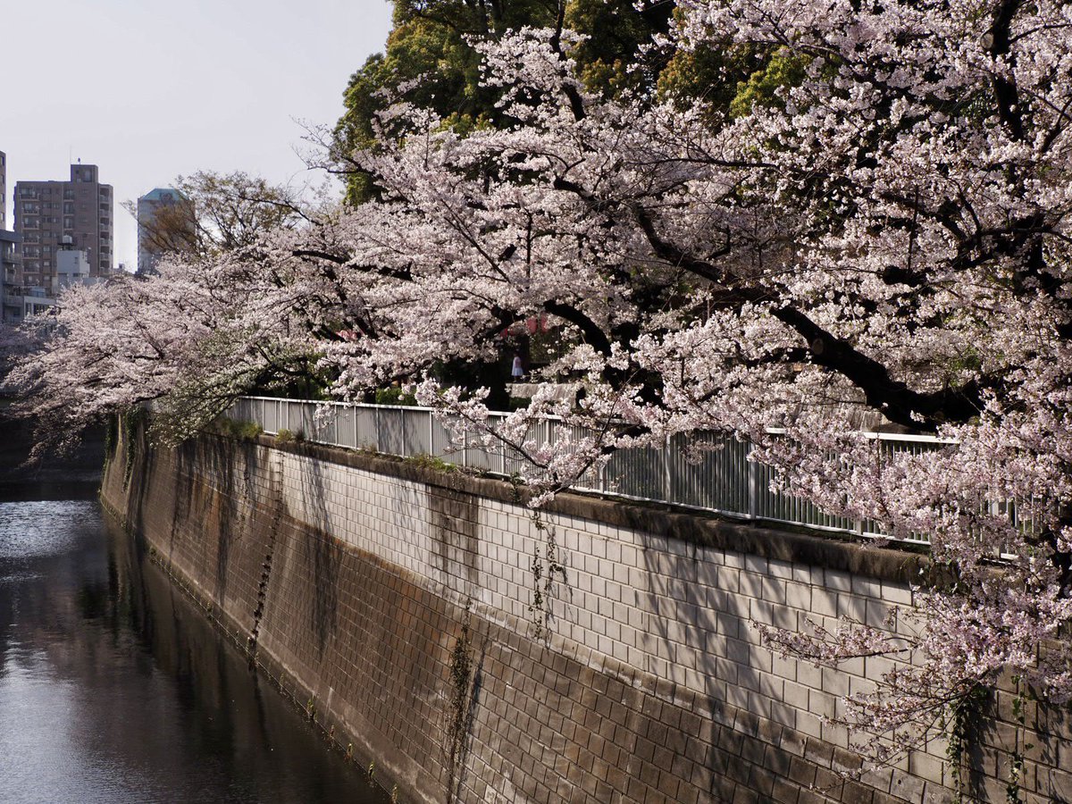 ロプロス tweet media