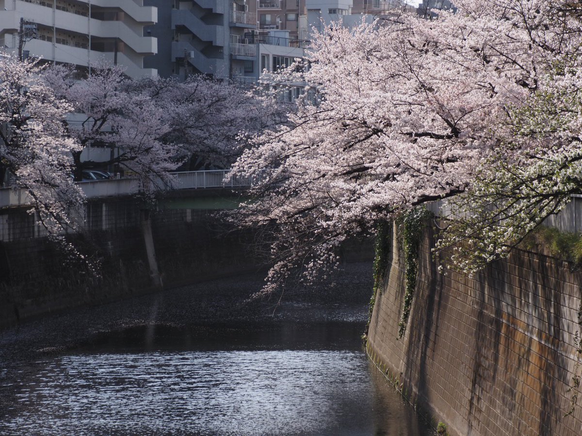 ロプロス tweet media