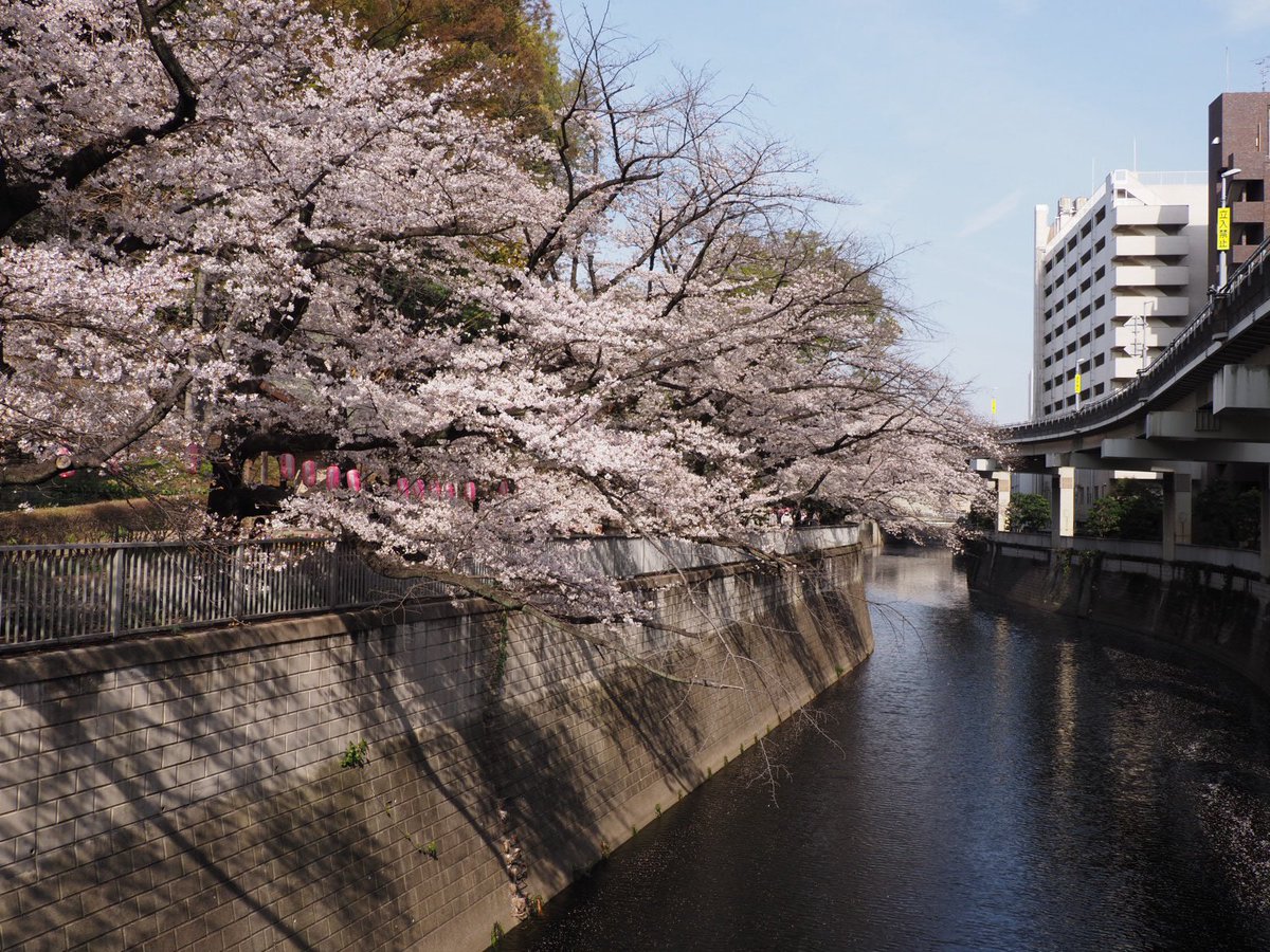 ロプロス tweet media