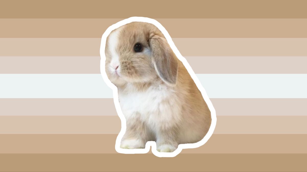 ass compartment tweet media