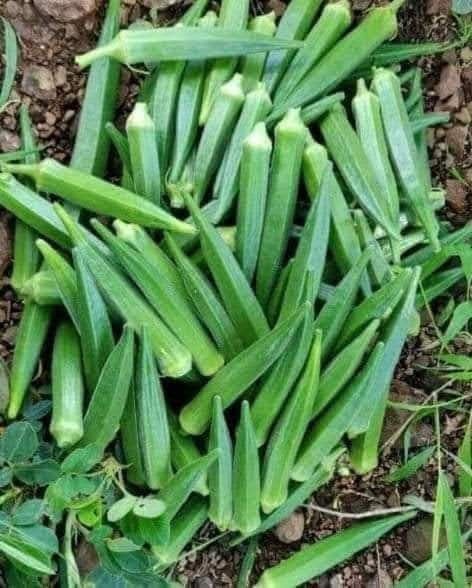 Sweet Nector tweet media