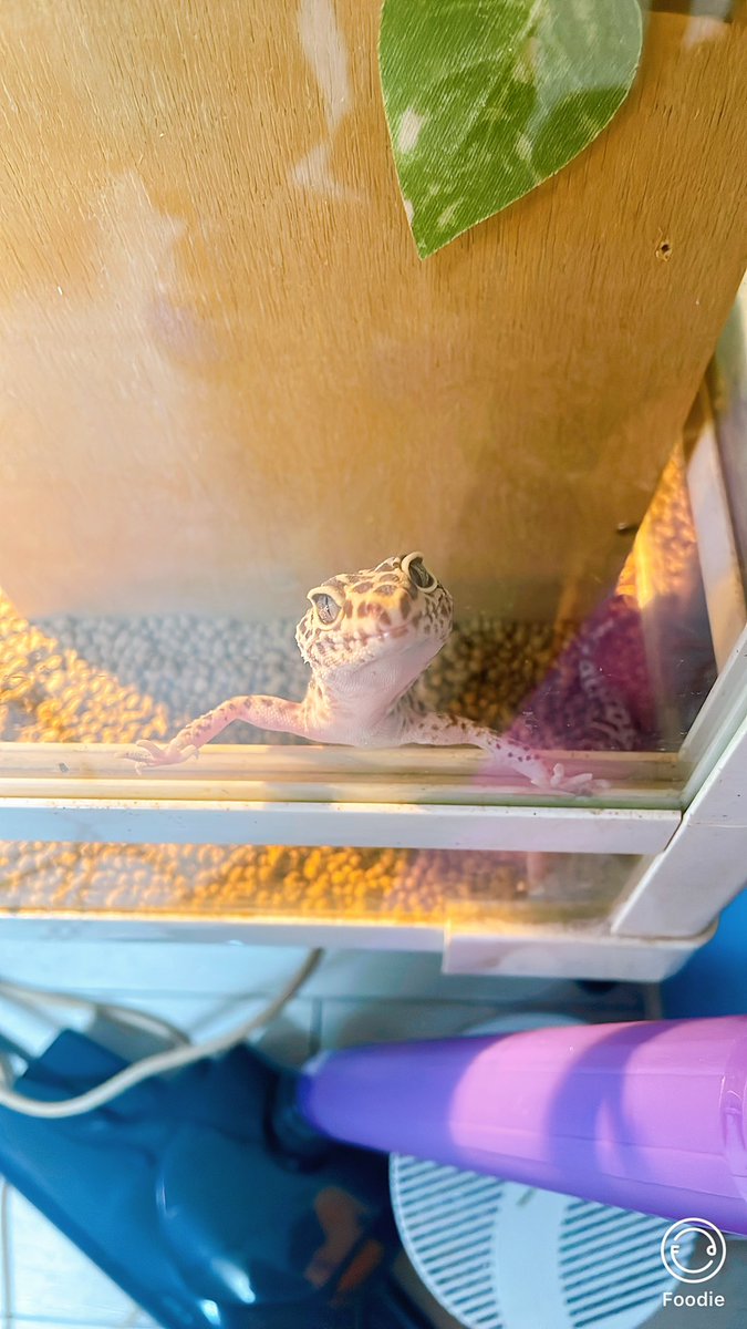 🐼みてぃー🐼 tweet media