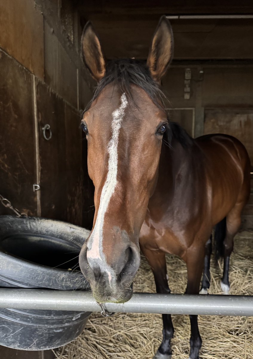 上原博之厩舎【ウエハラヒロユキキュウシャ🍀】 tweet media