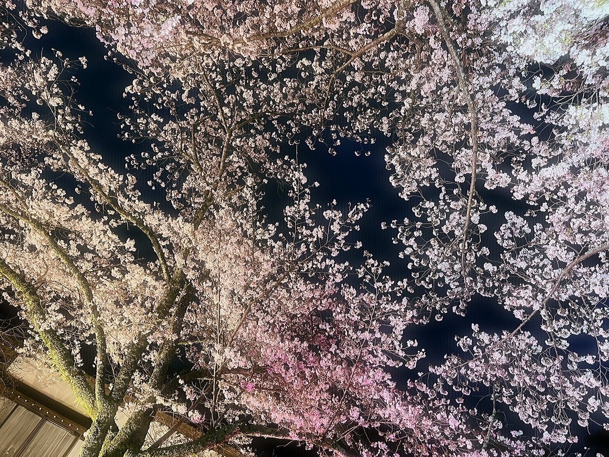 ヤニカスちゃん tweet media