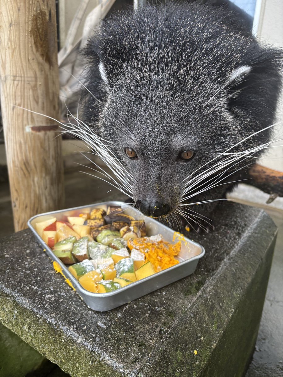 ネオパークオキナワ【公式】 tweet media