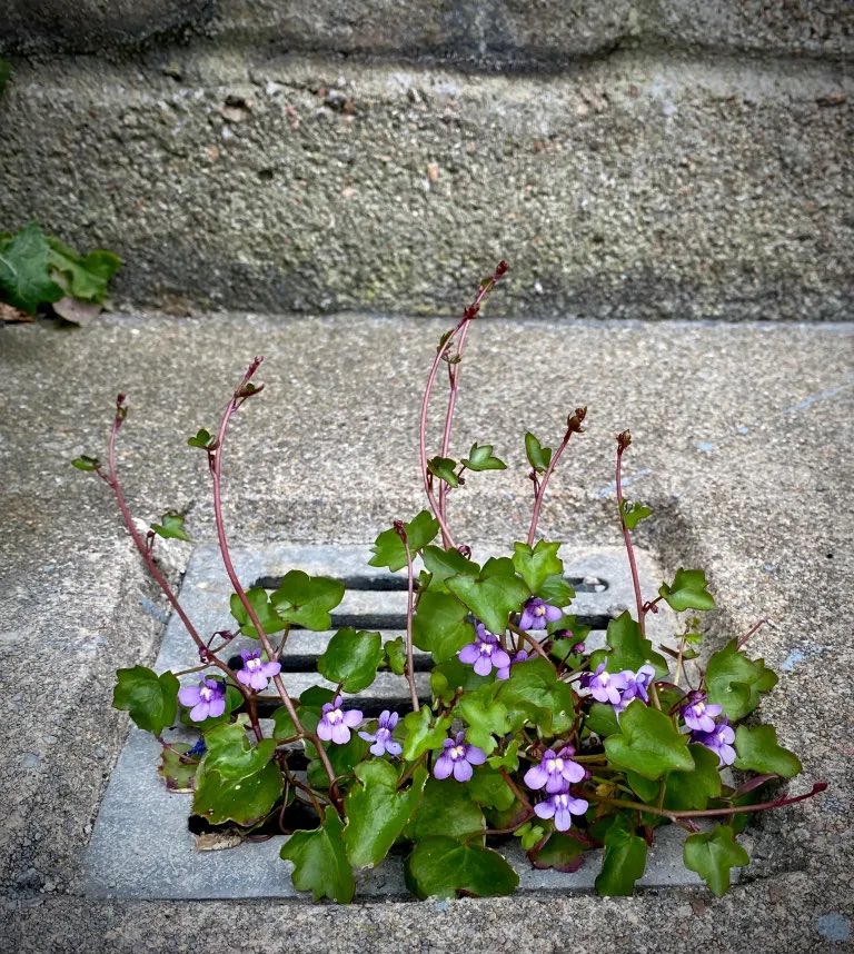 Ailish Sinclair tweet media