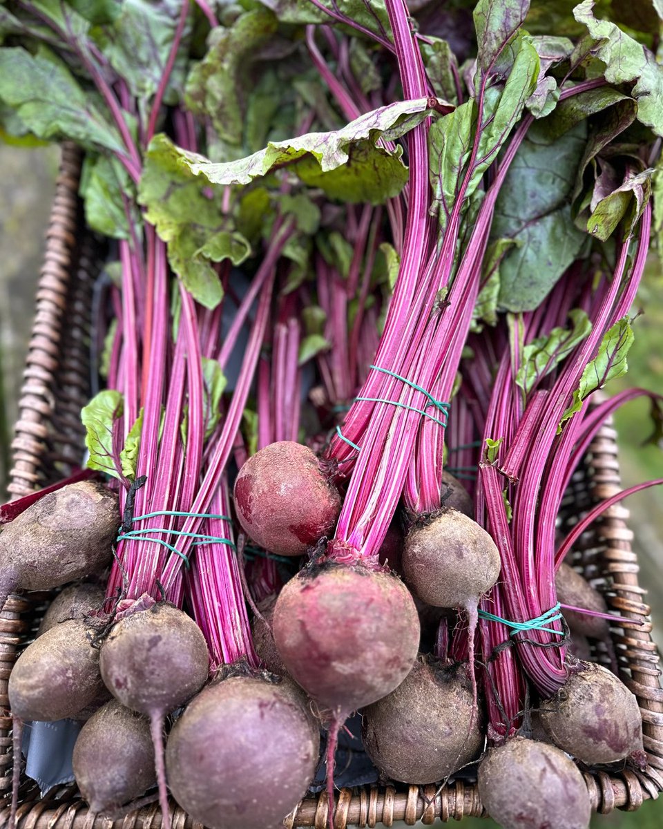 haywards1990's tweet image. World Health Day 🌍 Our fresh bunched beetroot is a great way to add natural goodness to your meals. Beetroot is rich in fibre, packed with vitamins and minerals, and a natural source of antioxidants 🥬❤️ #EatWell #FreshProduce #HealthyChoices #KeepingItLocal #HaywardsFarmShop