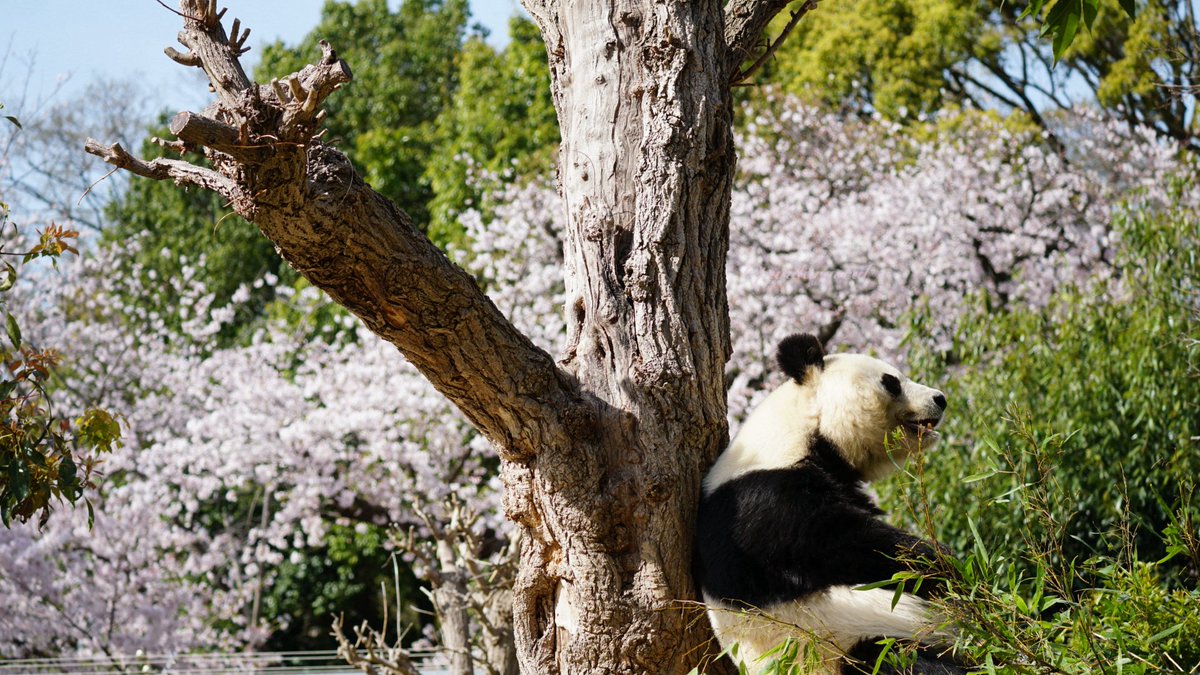 pandarascal's tweet photo. タンタンさん、あなたに会いたいよ

#タンタン #王子動物園 #パンダ #桜 https://t.co/a6tpEXFHLs