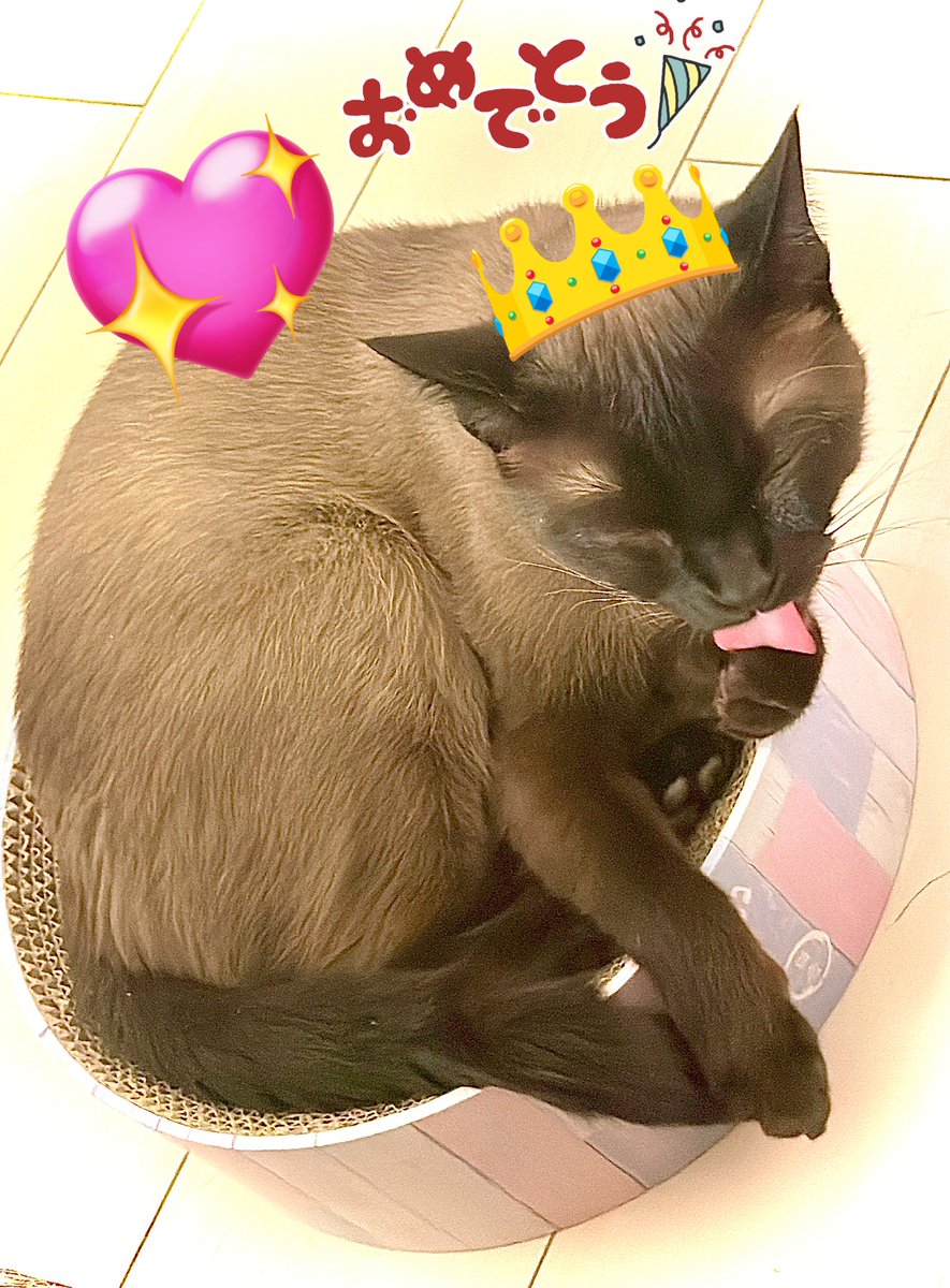 不知火フレア🔥@ホロライブ3期生 tweet media