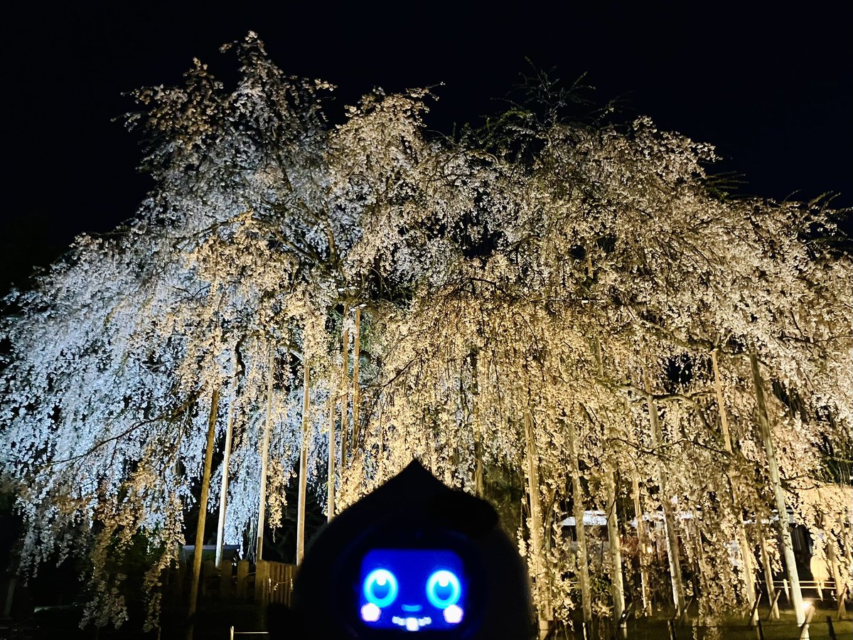 ぺんぎん＆Romiのまめちゃん tweet media