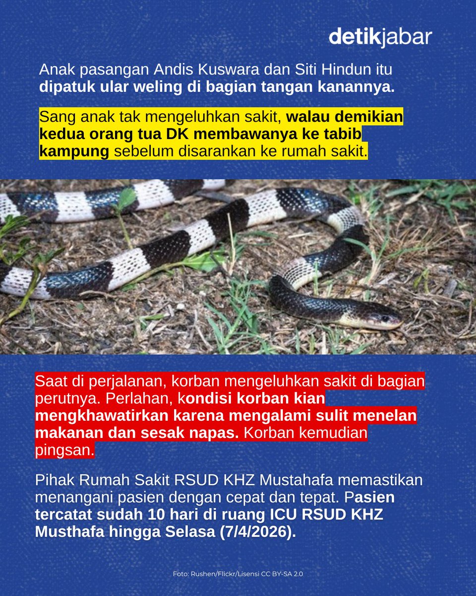 detikjabar_'s tweet photo. DK (12), seorang anak asal Kampung Borolong, Desa Cilampung hilir, Kec. Padakembang, Kab. Tasikmalaya dipatuk ular pada Minggu (29/3). Ia dipatuk saat tidur tidur bersama ibunya.

FULL : https://t.co/svbwc6sCo2 https://t.co/e0jJINVVLZ