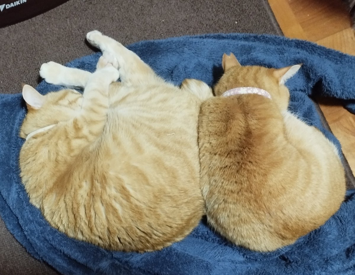 dodos1962's tweet photo. 春めいてきたとはいえ
まだ肌寒いよね。
うちの姉妹はフリースを
布団がわりに仲良く
昼寝中😴 https://t.co/PoKTWlncRL