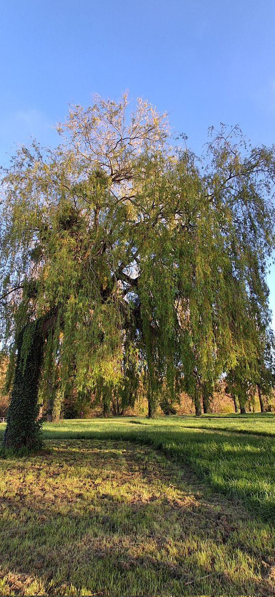 Josette Hersent tweet media