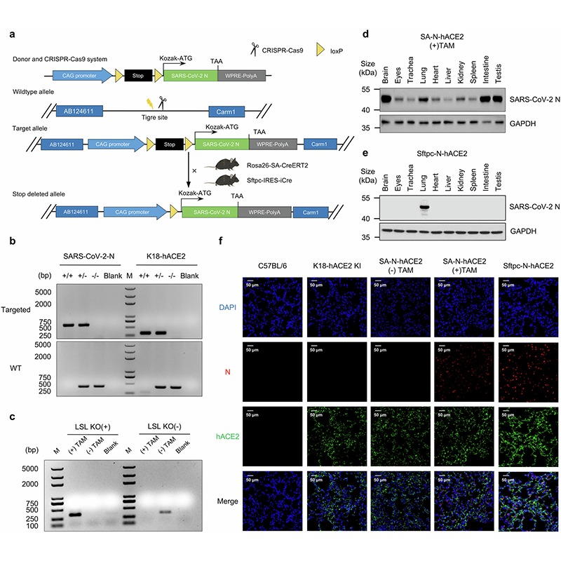 sigtrans_sttt's tweet photo. This study establishes a biosafe SARS-CoV-2 mouse model using replicon delivery systems that enable lung-restricted infection, recapitulate key COVID-19 features, and facilitate antiviral evaluation without requiring high-containment laboratories.